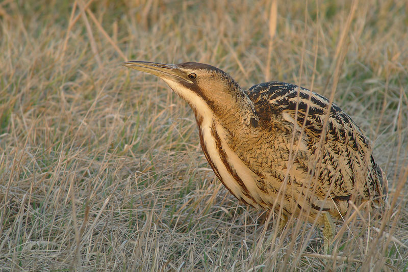 Tarabuso in Digiscoping